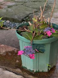 第38回紫陽花季～雨にけむる花たち