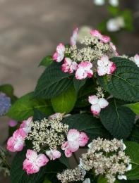 紫陽花季~あめにけむる花たち