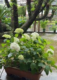 紫陽花の