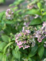 山紫陽花も終わり頃