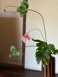 秋明菊