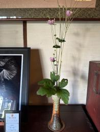 秋明菊