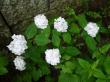 山紫陽花～「白花紫陽花」=紅額のように真っ白からピンク～赤とへんげします