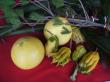晩白柚や仏手柑等の目出度い果物のお供え