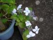 山紫陽花～「伊予てまり」