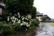 雨にぬれた柏葉紫陽花