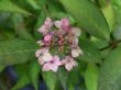 境内には、７０種類の山紫陽花が咲いています